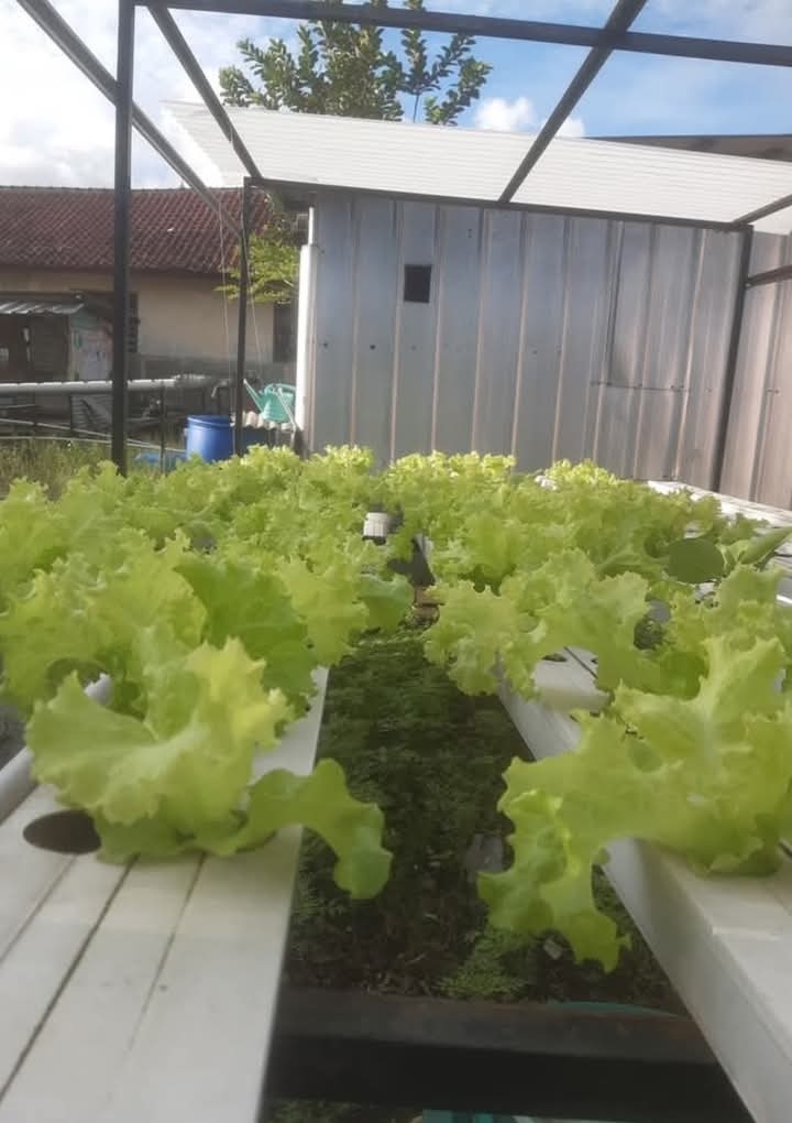 Lactuca sativa