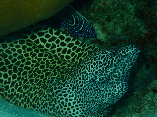 Emperor Angelfish — seen at this dive site