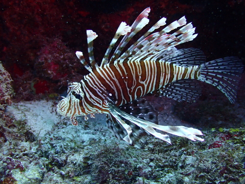 Pterois miles