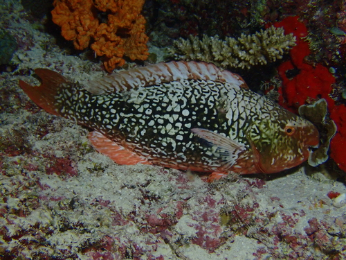 Scarus rubroviolaceus