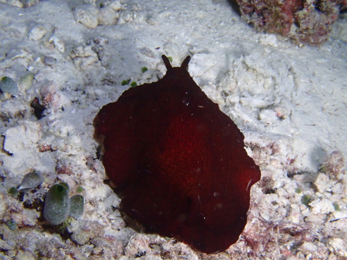 Pleurobranchus forskalii