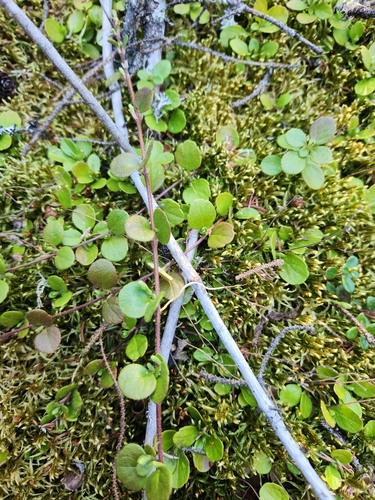 Twinflower