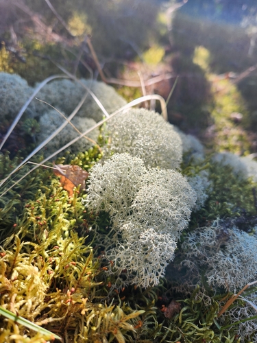 Star-tipped Reindeer Lichen