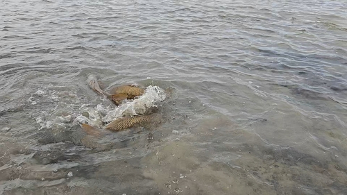 Cyprinus carpio