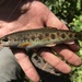 Mccloud River Redband Trout - Photo (c) Justin Baldwin, all rights reserved, uploaded by Justin Baldwin