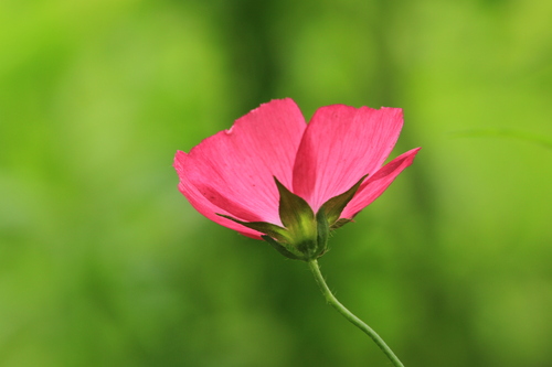 Bush's poppymallow (Callirhoe bushii)