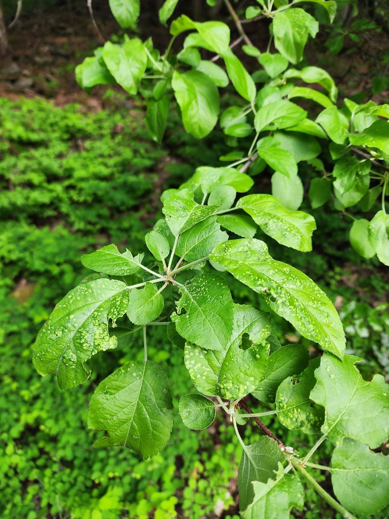 Venturia inaequalis