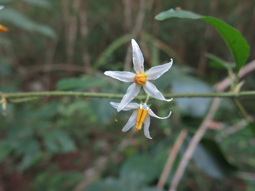 Solanum lanceifolium Jacq.