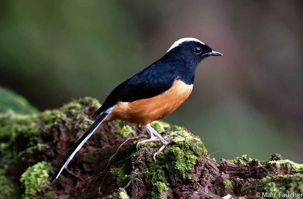 White-crowned Shama (Copsychus stricklandii) photo