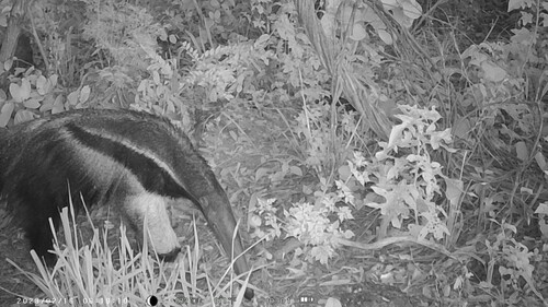 Giant Anteater
