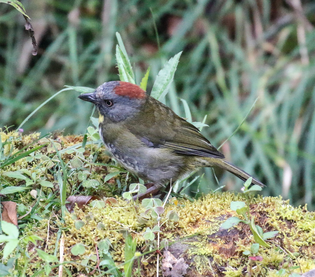 Rufous-naped Bellbird photo