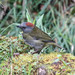 Rufous-naped Bellbird - Photo (c) Thomas A. Driscoll, all rights reserved, uploaded by Thomas A. Driscoll