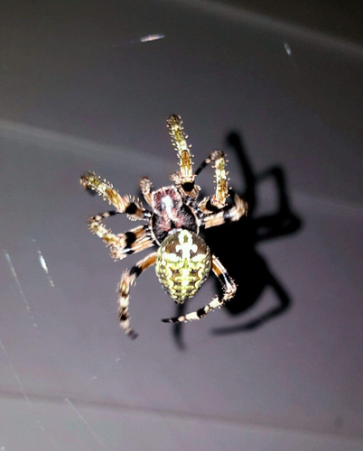 Giant Lichen Orbweaver