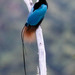 Blue Bird-of-Paradise - Photo (c) Thomas A. Driscoll, all rights reserved, uploaded by Thomas A. Driscoll