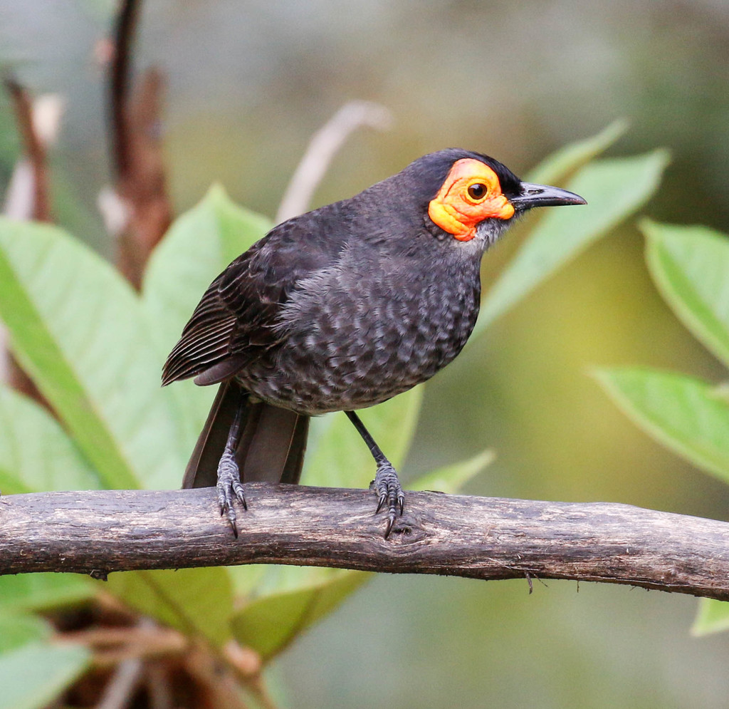 Smoky Honeyeater (Melipotes fumigatus) photo