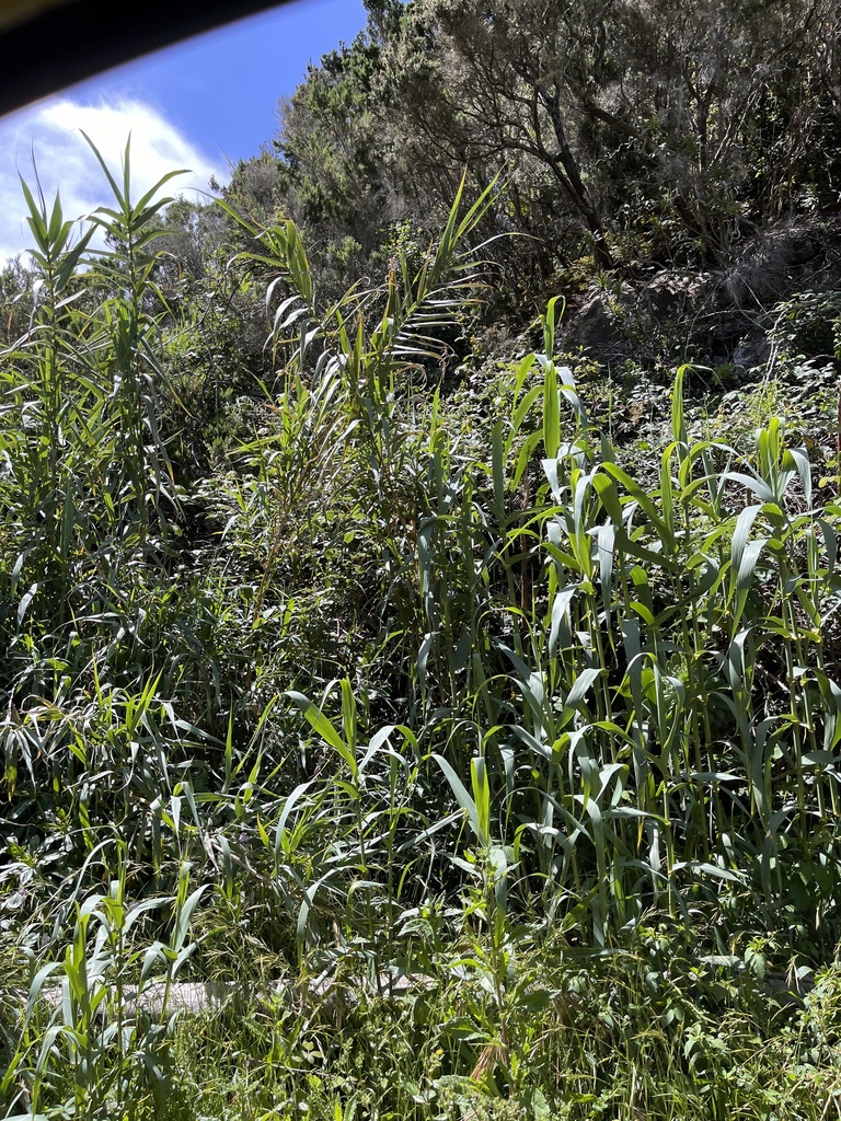 Arundo donax