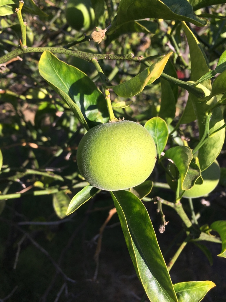 Sudachi (Citrus sudachi) · iNaturalist