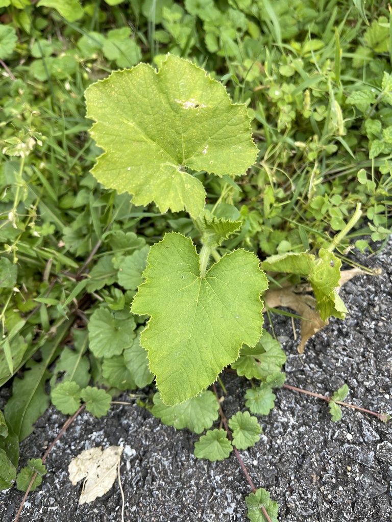 Cucurbita pepo