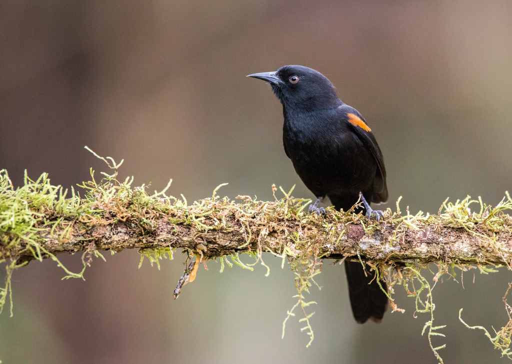 Variable Oriole photo