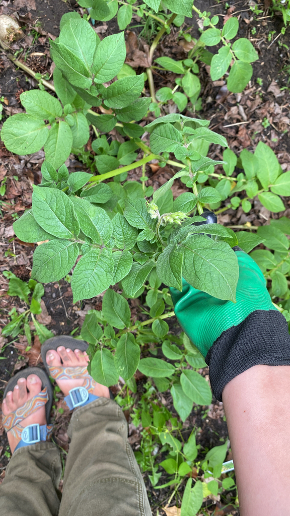 Solanum tuberosum