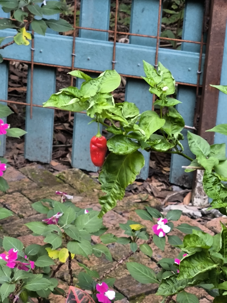 Capsicum