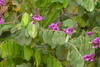 Securidaca rivinifolia - Photo (c) Laurent Quéno, all rights reserved, uploaded by Laurent Quéno