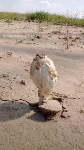 Desert Shaggymane