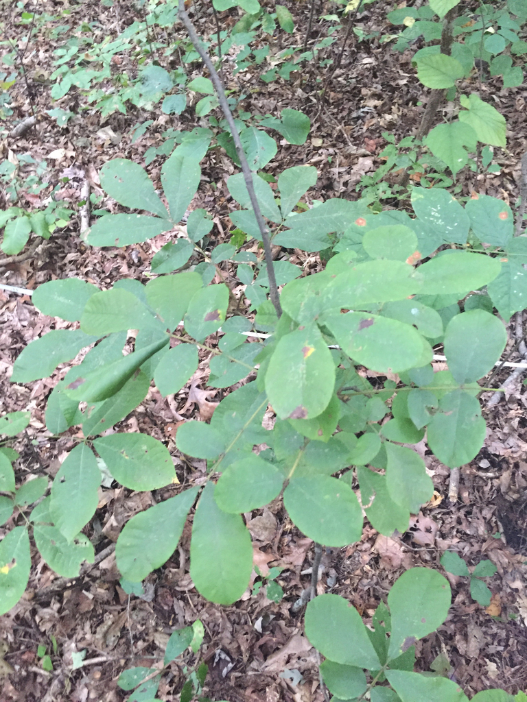 plants from 22801, Harrisonburg, VA, US on September 28, 2016 at 0622 PM by Pena