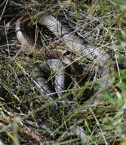 Eastern Tiger Snake sighting