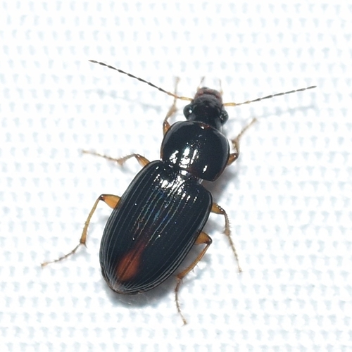Loxandrus duryi