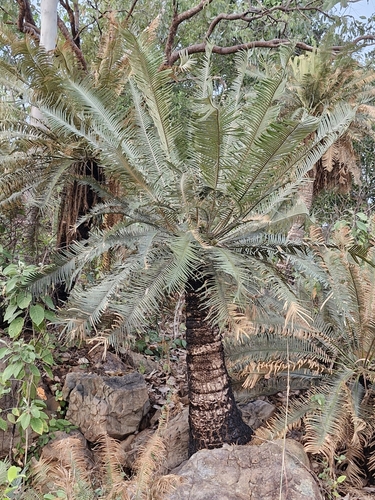 Cycas basaltica