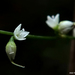 Persicaria virginiana - Photo (c) brucebob, todos los derechos reservados