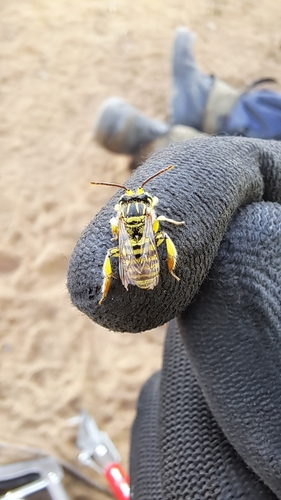 Caenonomada unicalcarata
