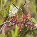 Slender Clearwing - Photo (c) saxzimbog, all rights reserved, uploaded by saxzimbog