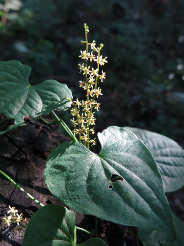 Dioscorea pallens