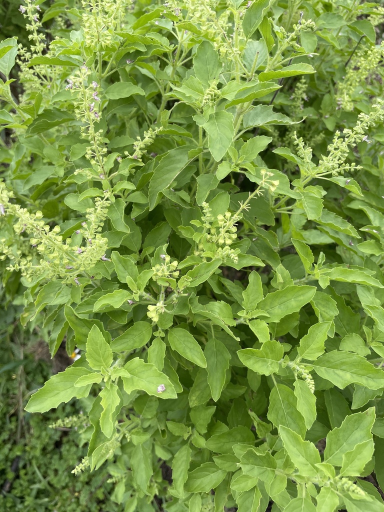 Ocimum basilicum
