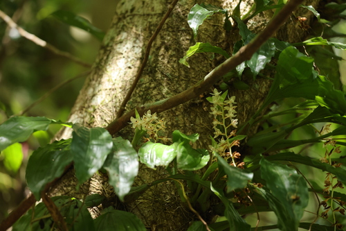 Chinese Pholidota