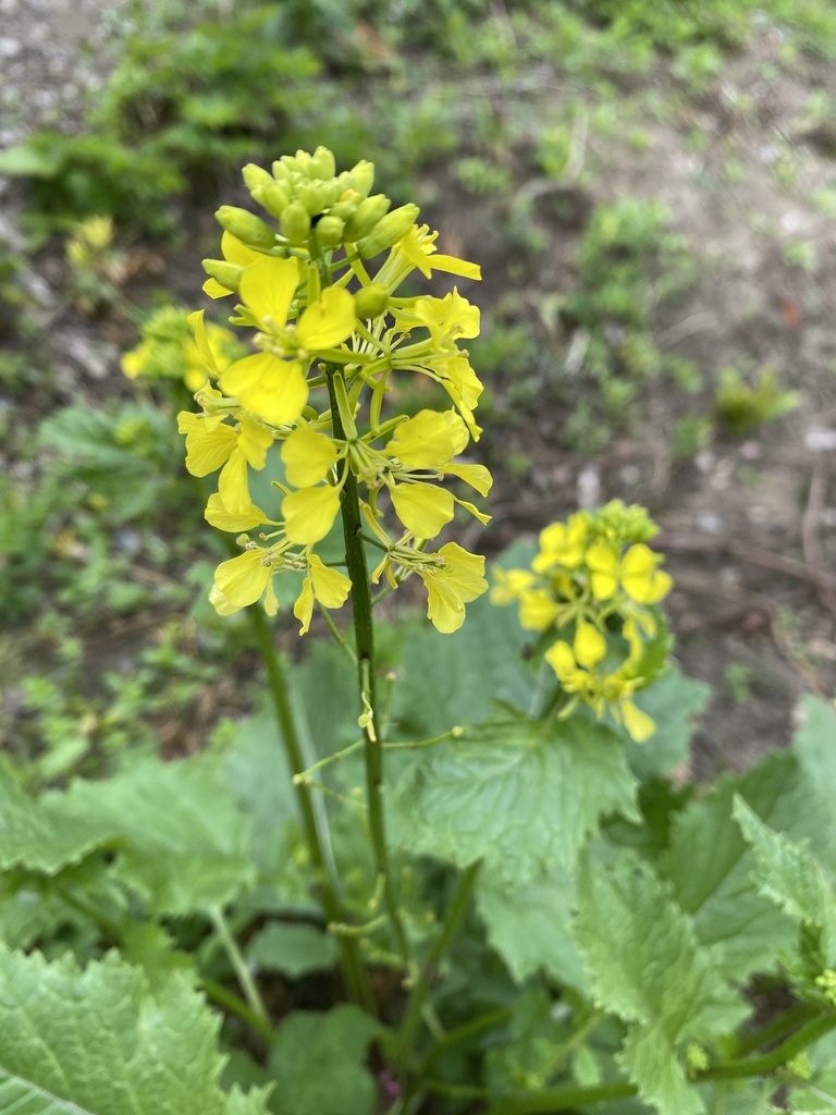 Brassica