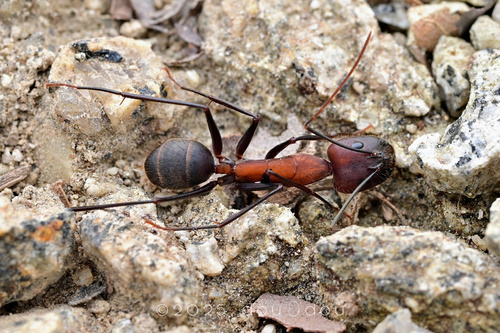 窄颈弓背蚁(血色亚种)Camponotus angusticollis sanguinolentus