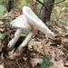 Eastern North American Destroying Angel - Photo (c) strickler76, all rights reserved
