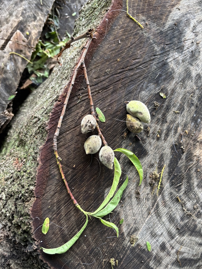Prunus persica