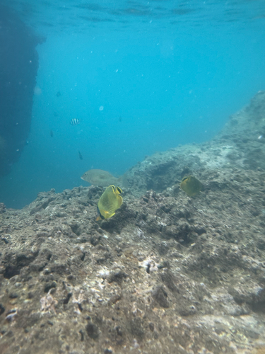 Chaetodon rafflesii