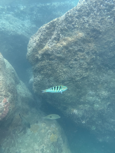 Thalassoma hardwicke