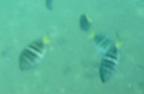 Abudefduf notatus