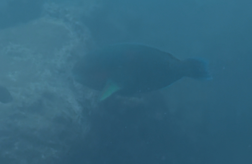 Scarus rivulatus