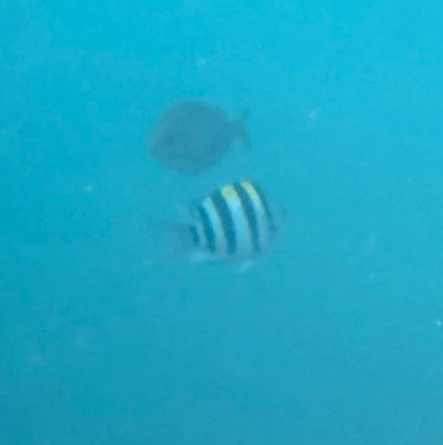 Abudefduf vaigiensis