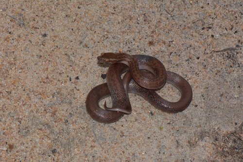 Cape House Snake