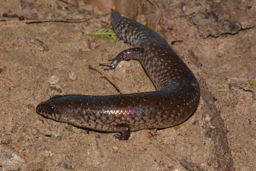 Sundevall's Writhing Skink