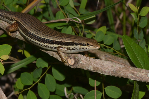 Eastern Sand Skink
