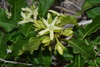 Marsdenia macrantha - Photo (c) Warren McCleland, all rights reserved, uploaded by Warren McCleland